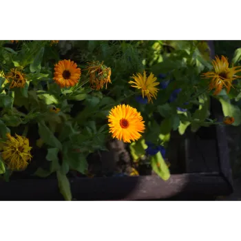 Yellow Gerbera Daisy Plant